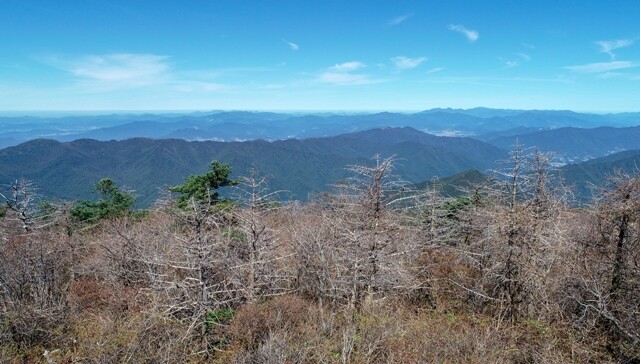 지리산 국립공원 반야봉 주변에도 가문비나무와 구상나무의 집단고사가 진행 중이다. 김진수 기자