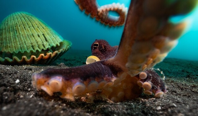 문어는 2021년 미국 샌프란시스코주립대 연구에서 고통스러운 자극을 피하고, 마취제를 찾는 행동을 보였다. 엔리코 소모기/2024 올해의 수중사진가 제공