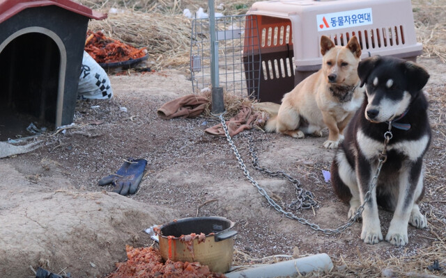 지난 3월 전북 김제시 한 농장에서는 ‘밭 지킴이 개’로 여러 마리 개가 방치된 현장이 제보돼 동물들이 구조됐다. 동물자유연대 제공