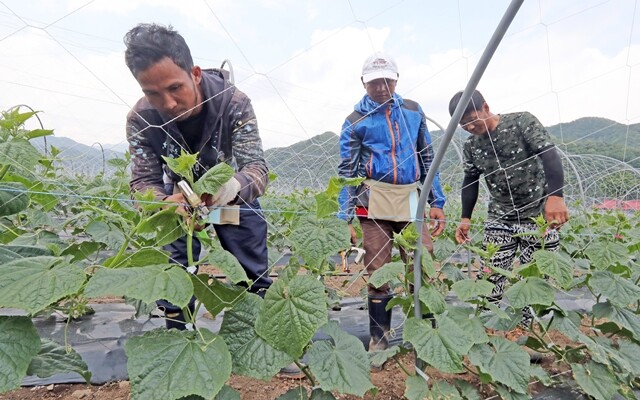 강원 화천군의 한 오이밭에서 캄보디아인 노동자들이 일하고 있다. 연합뉴스