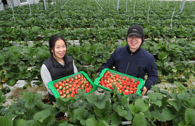 경북 의성군 다인면에서 딸기 농사를 하고 있는 청년농부 안혜원(왼쪽)씨가 5일 자신의 농장에서 같이 일하고 있는 오빠와 함께 활짝 웃고 있다. 의성/강창광 선임기자 chang@hani.co.kr
