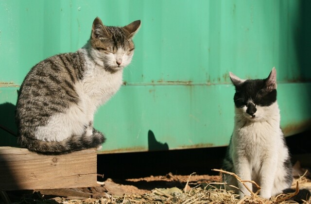 이용한 작가의 첫 고양이 희봉이와 깜냥이. 이용한