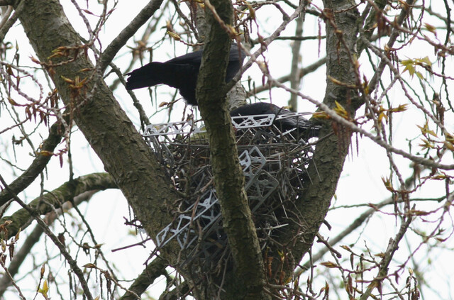 O primeiro caso de um corvo construindo um ninho usando repelente de pássaros foi observado na Holanda em março de 2009. Cortesia de Gary Becker