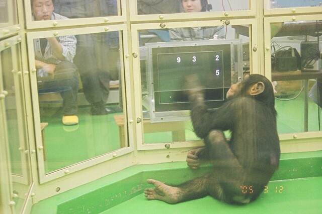 침팬지 아유무가 ‘아유무 게임’을 하고 있다. 화면에 무작위로 숫자가 뜬 뒤 순식간에 사라지면, 작은 숫자부터 큰 숫자 순으로 위치를 찾아 누른다. 교토대 제공