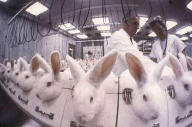 Os coelhos são usados ​​em testes em animais para vários produtos de saúde devido ao seu pequeno tamanho e facilidade de manuseio.  Cortesia do Animal Rights Group Anonymous of Voiceless (AV)