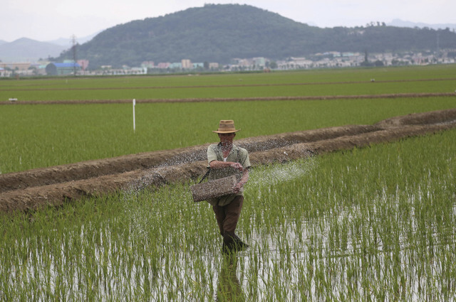 A farmer fertilizing his fields in Sariwon