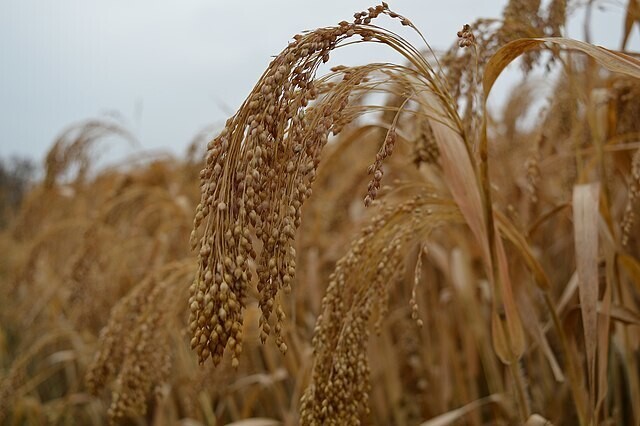 Millet, a golden grain, was the primary crop prior to rice. (provided by Wikimedia Commons)