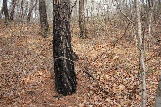  Gangwon Province still has the scars of a forest fire from 19 years ago. (by Kim Jeong-su