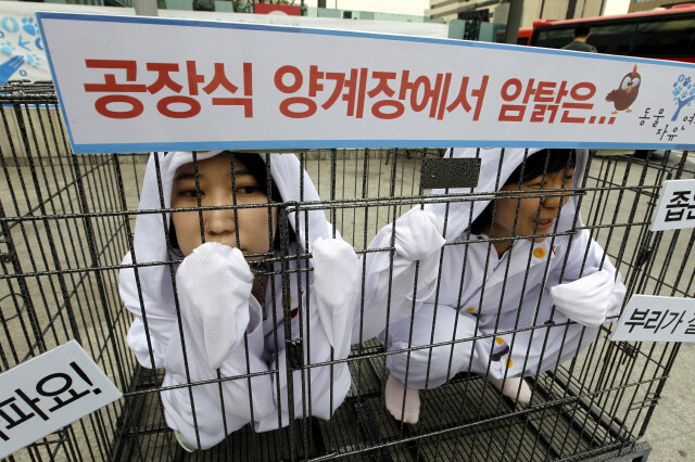 2012년 4월 서울 세종로 광화문네거리에서 동물자유연대 회원들이 공장식 밀집사육을 반대하는 행위극을 하고 있다. 한겨레 김명진 기자