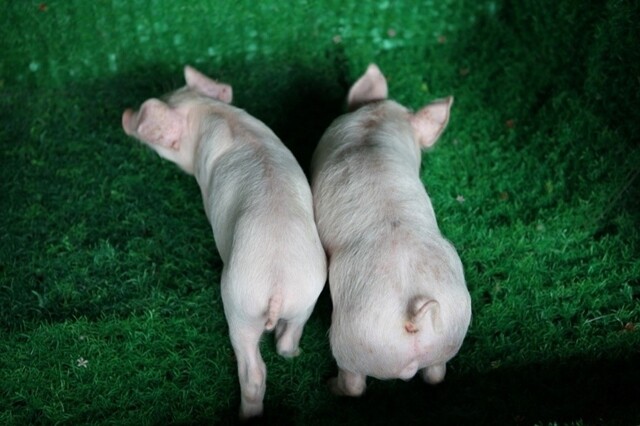 유전자가위 기술로 만든 근육강화돼지(오른쪽)는 일반 돼지(왼쪽)보다 근육량이 1.5배 이상 많다. 국내 연구진이 세운 생명공학기업 ‘툴젠’과 중국 옌볜대학이 공동개발했다. 툴젠