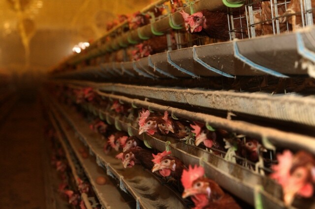 A poultry battery farm in Gyeonggi Province (Hankyoreh Archive)