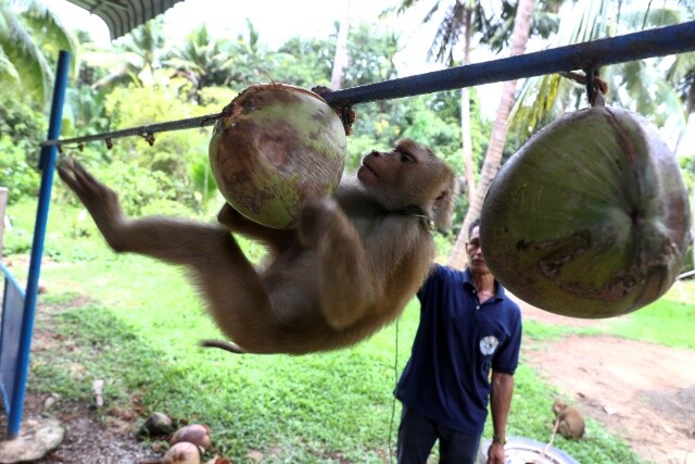 사람은 하루에 코코넛 열매를 80개 딴다. 코코넛 수확 노동에 동원되는 돼지꼬리원숭이는 하루 1600개를 딴다. 타이 수라트타니에서 코코넛 열매를 따는 훈련을 받고 있는 원숭이. 로이터