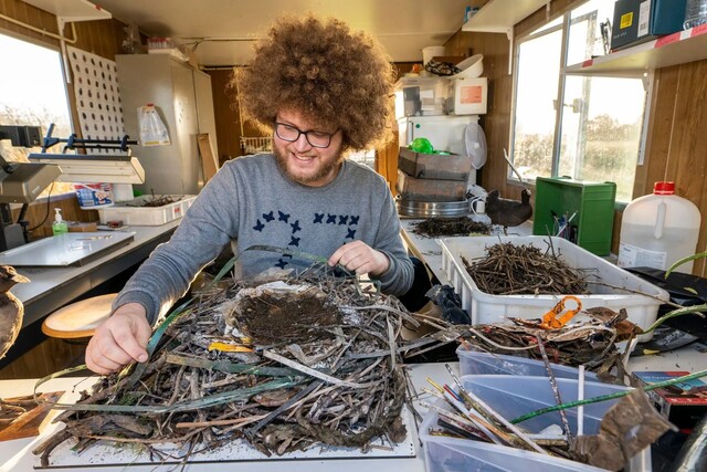 O pesquisador Oke-Florian Hemstra está estudando plástico em ninhos de tubarão.  Cortesia do Naturalis Center for Biodiversity Research na Holanda