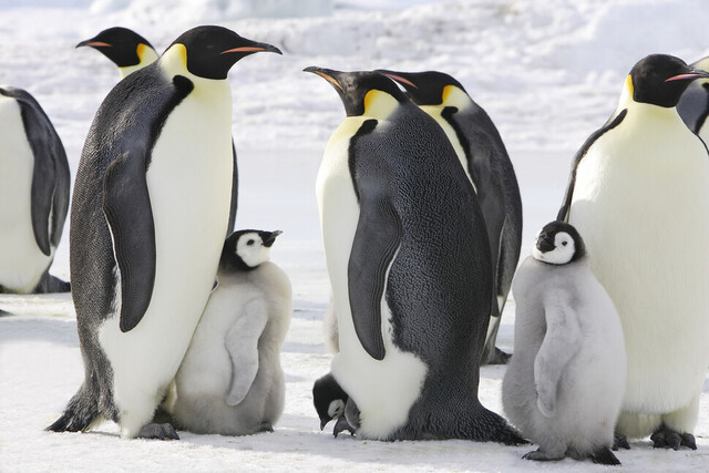 Pinguins-imperadores na ilha Snow Hill, no leste da Antártica.  Banco de imagens Getty