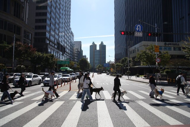 지난 22일 오전 온라인 커뮤니티 ‘산책가자 진돗개야 ’ 회원들이 서울 송파구 잠실역 인근에서 단체 산책 행사를 벌이고 있다. 산책가자 진돗개야 제공