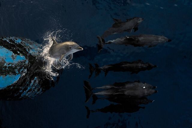 해양 부문 1위 ‘랑이로아의 돌고래’. © Estebane Rezkallah/TNC Photo Contest 2023