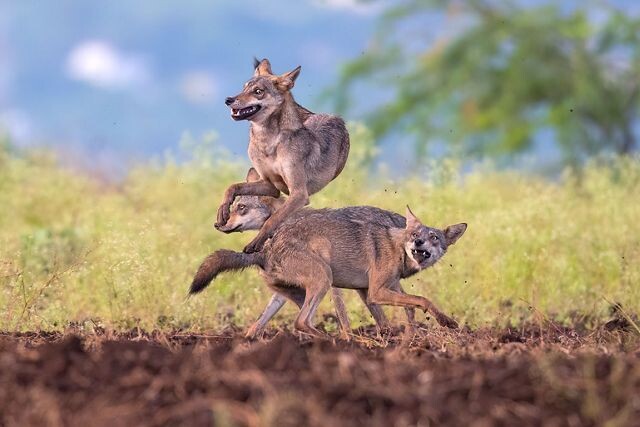 포유류 부문 1위 ‘늑대 삼위일체’. © Siddhartha Ghosh/TNC Photo Contest 2023