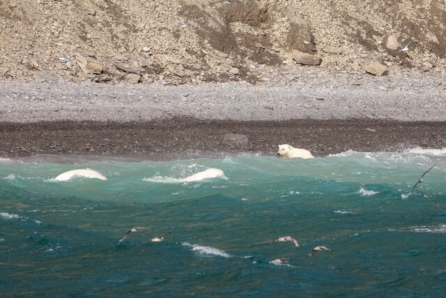 한 북극곰이 해안가에서 흰고래를 주시하고 있다. 게티이미지