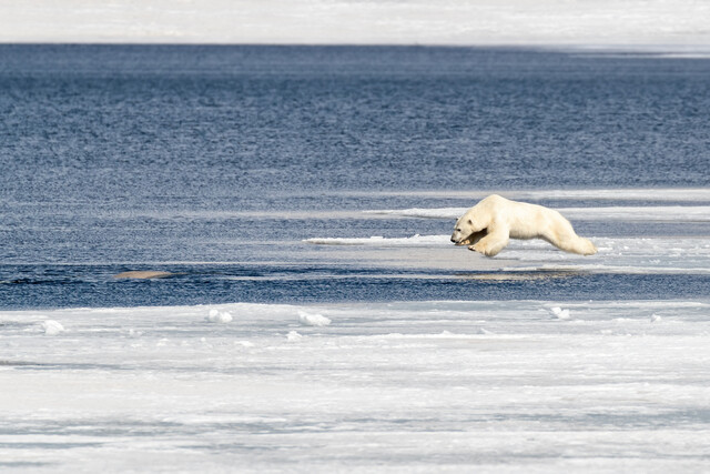 흰고래를 발견한 북극곰이 바다로 뛰어들고 있다. 게티이미지