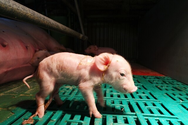 돼지농장의 갓 태어난 새끼 돼지. 배 아래 탯줄이 보인다. 한승태 제공