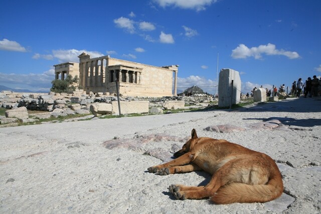 그리스 아테네 파르테논 신전에서 개가 낮잠을 자고 있다. 남종영 기자