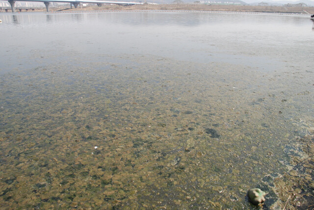 3월22일 세종특별자치시 세종보 인근 금강에서 둥둥 떠다니는 조류 사체들. 김종술 제공 
