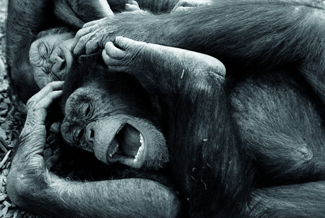 침팬지는 ‘놀이 얼굴’로 알려진 웃는 표정을 보일 때가 있다. 장난으로 몸싸움을 벌이고 간지럼을 태우면서 인간의 웃음과 비슷한 표정을 짓는다. ⓒ Caitlin O’Connell & Timothy Rodwell, 현대지성 제공
