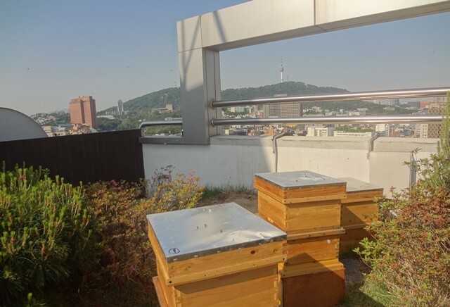 올해 양봉을 하고 있는 서울 동대문의 한 호텔 옥상. 벌은 저 멀리 보이는 남산까지도 간다. 한창 꿀이 많이 들어오는 시기라 벌통이 3층까지 올라갔다. 최우리