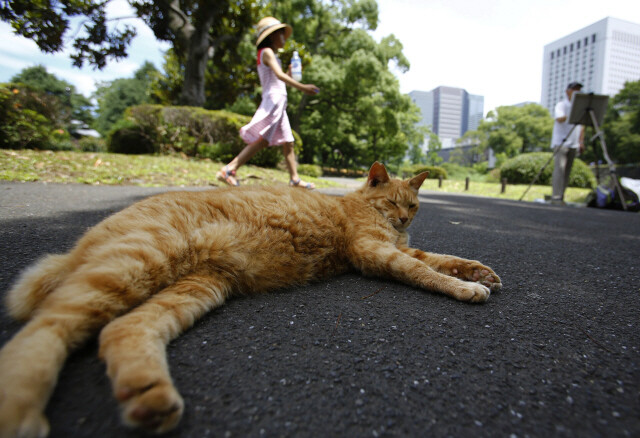 일본 도쿄의 도로 한복판에 길고양이가 제 집처럼 누워 있다. AP 연합뉴스