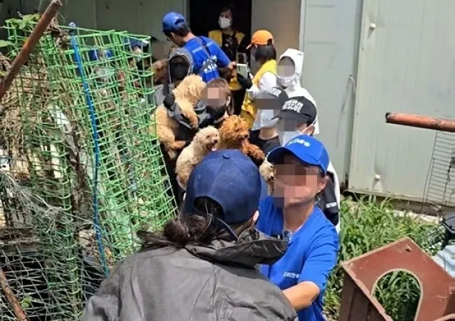 구더기 우글대는 뜬장서 오물 범벅…개 300마리 구했다