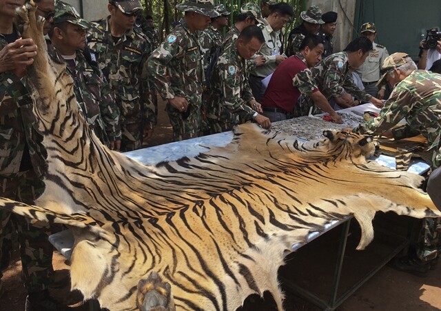 6월2일 타이 방콕의 호랑이 사원에서 불법으로 도살된 호랑이 가죽이 발견됐다. AP 연합뉴스