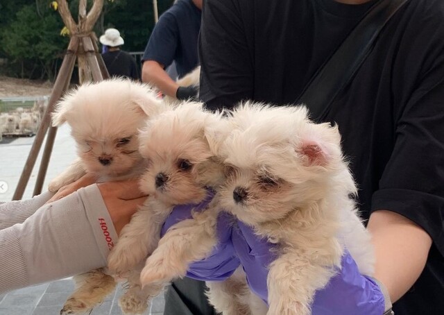 동물학대 정황이 발견된 경기도 화성의 개 번식장에서 구조된 강아지들. 위액트 인스타그램 갈무리
