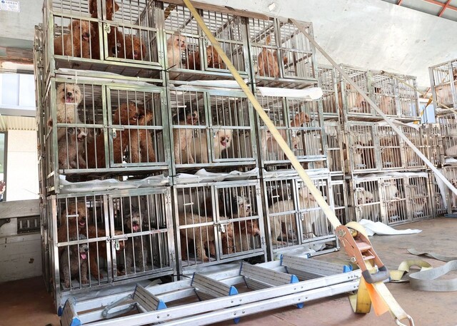 동물학대 정황이 발견된 경기도 화성의 번식장에서 발견된 개들이 구조되고 있다. 김동연 경기도지사 페이스북 갈무리