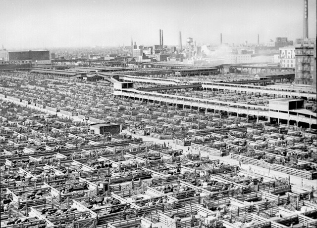 1947년 미국 시카고 ‘유니언 스톡 야드’의 끝없이 펼쳐진 가축우리들. 세계 최대 정육공장이자 컨베이어벨트 시스템이 발명된 이곳은 1970년대 정육공장이 각지로 분산되면서 사라졌다. 위키미디어 코먼스 제공