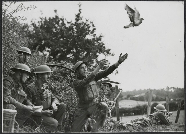 20세기 중반까지만 해도 비둘기는 통신 수단으로 쓰였다. 통신병들이 비둘기를 날리고 있다. 오스트레일리아 빅토리아주도서관 제공