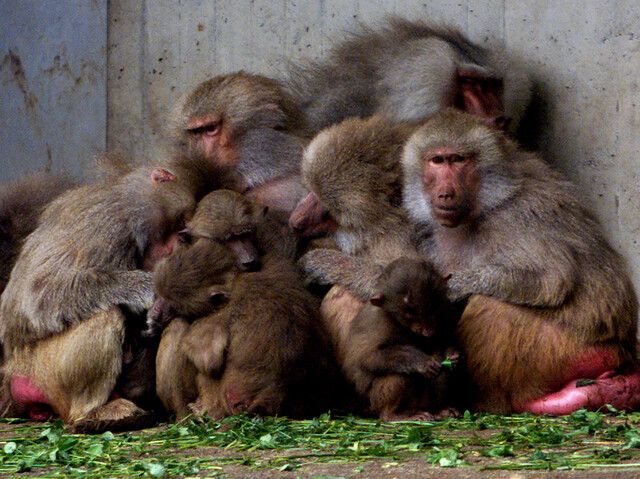 독일 뮌헨의 한 동물원 야외 우리에서 개코원숭이들이 체온을 유지하기 위해 몸을 웅크리고 있다. 로이터