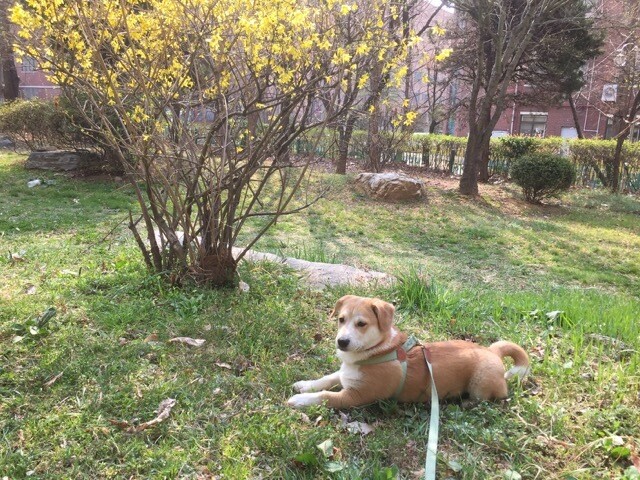 동네 공터에서 봄을 즐기는 몽덕이. 김소민 제공