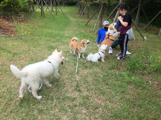 개들에게 간식을 주는 동네 소녀. 몽덕이가 줄을 서 있다. 새로운 휴대전화로 찍었다. 김소민 제공
