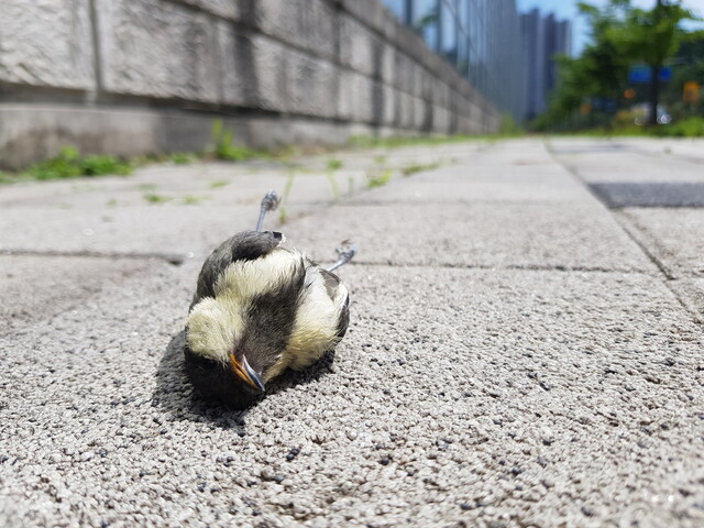 지난 12일 경기 용인시 처인구 역북동의 한 방음벽에 부딪혀 떨어져 죽은 새끼 박새. 이 방음벽 주변에서는 이날에만 4마리의 야생조류가 죽은 채 발견됐다. 천호성 기자