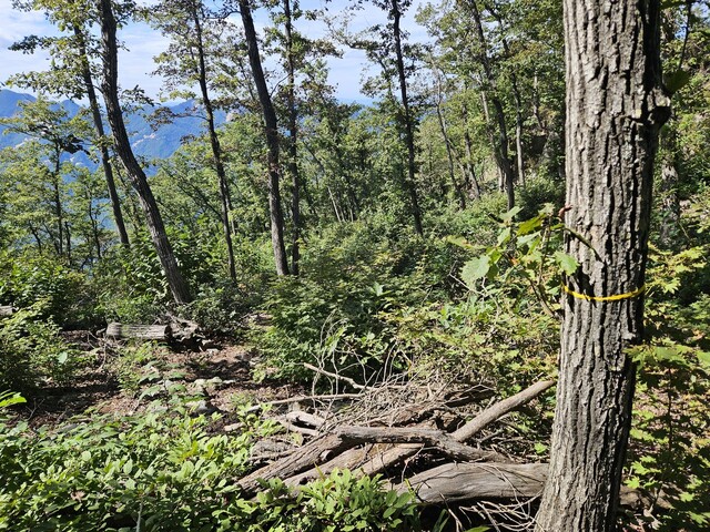 2025년 9월23일 주흘산 케이블카 상부정류장 예정지를 찾았다. 노란색 띠를 두른 신갈나무 뒤로 베어진 나무가 켜켜이 쌓여 있다. 류석우 기자