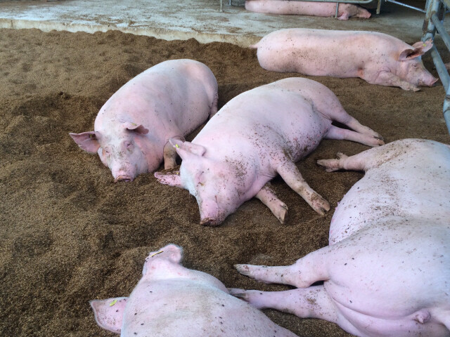 경남 거창 ‘더불어 행복한 농장’의 돼지들이 푹신한 왕겨 위에 누워 있다. 돼지에겐 깨끗한 왕겨에 파묻혀 누워 있는 상태가 가장 편안하다. 류우영