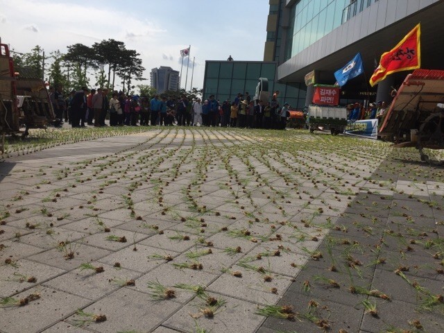 Farmers sow rice seedlings on the concrete tile ground during a rally on May 16 in front of the Korea Agro-Fisheries and Food Trade Corporation (aT) in Naju