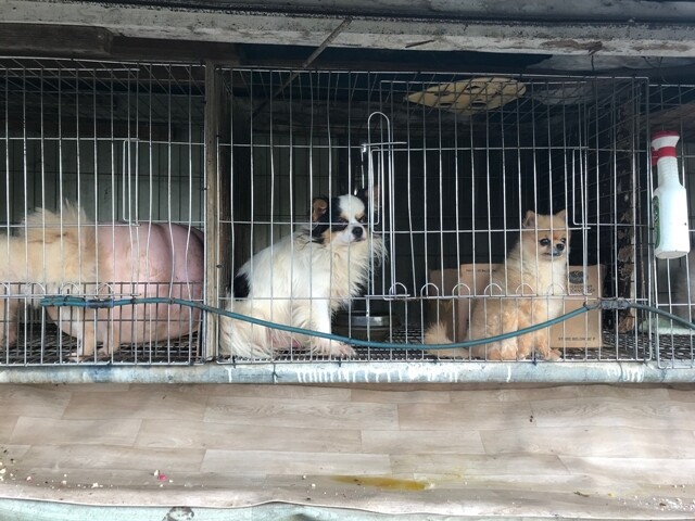 경기도 여주의 한 개농장 뜬장에 갇힌 강아지들. 애니멀피플 제공