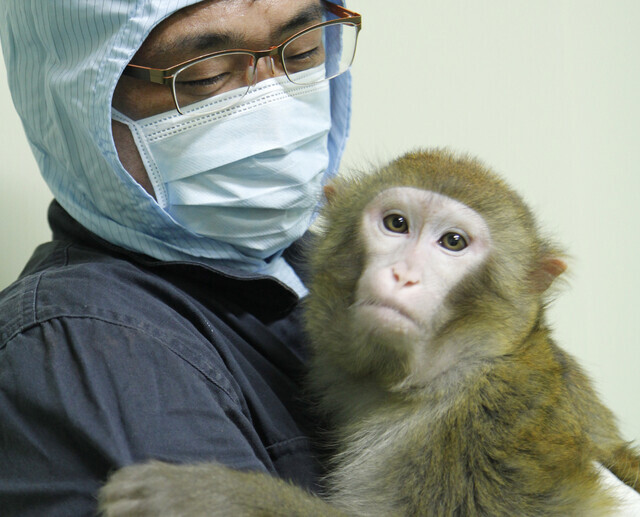A researcher in the Korea Research Institute of Bioscience and Biotechnology with a rhesus macaques. (provided by the KRIBB)