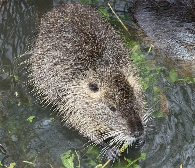 [Photo] Nakdong River nutria hunt