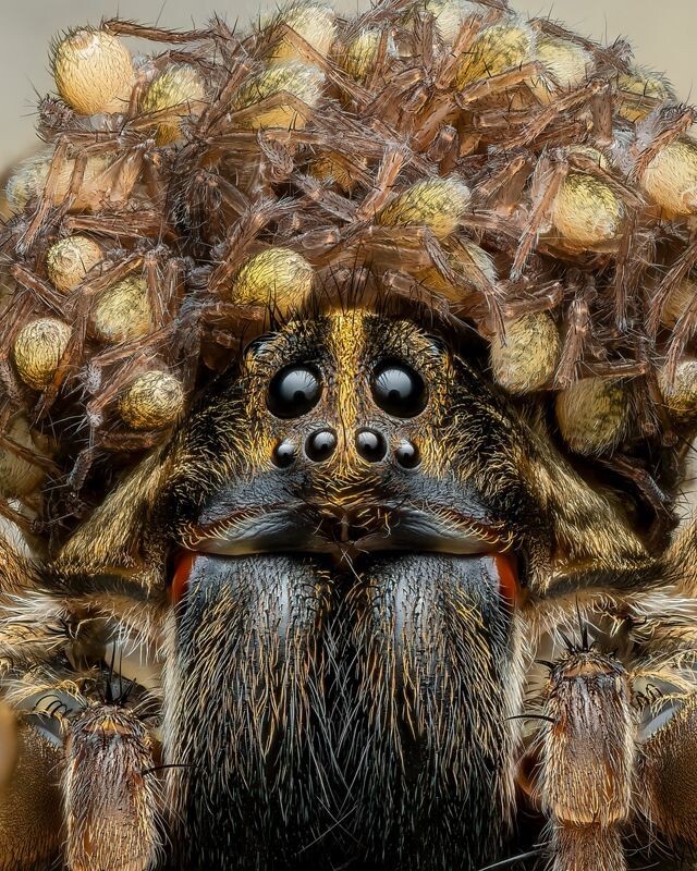 곤충과 거미 부문 1위 ‘엄머 늑대거미’. © Benjamin Salb/TNC Photo Contest 2023