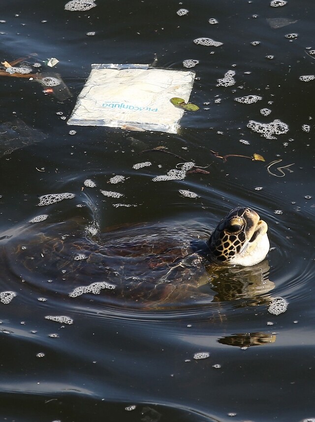 4월16일(현지시각) 브라질 리우데자네이루의 구아나바라만에서 바다거북 한 마리가 쓰레기 주변을 헤엄치고 있다. EPA 연합뉴스