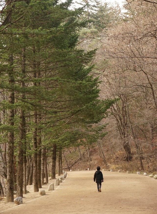 강원도 평창 오대산 월정사에서 상원사로 9km 가량 이어지는 아름다운 숲길 ‘천년의숲길’.