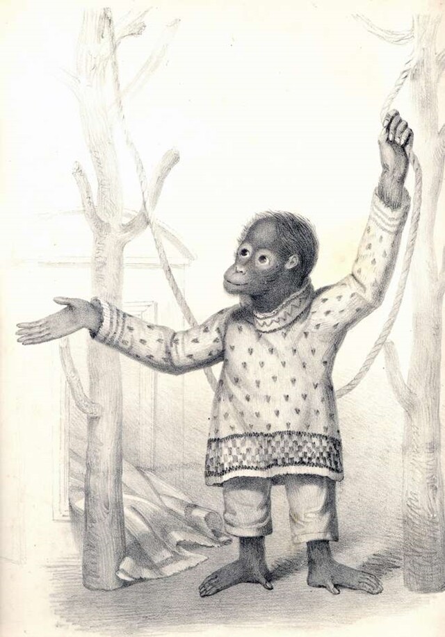 1837년 그려진 오랑우탄 제니의 초상화. <종의 기원>을 쓴 찰스 다윈은 제니에게 거울을 주고 행동을 살펴보는 등 간단한 실험을 했다. 런던동물원 제공