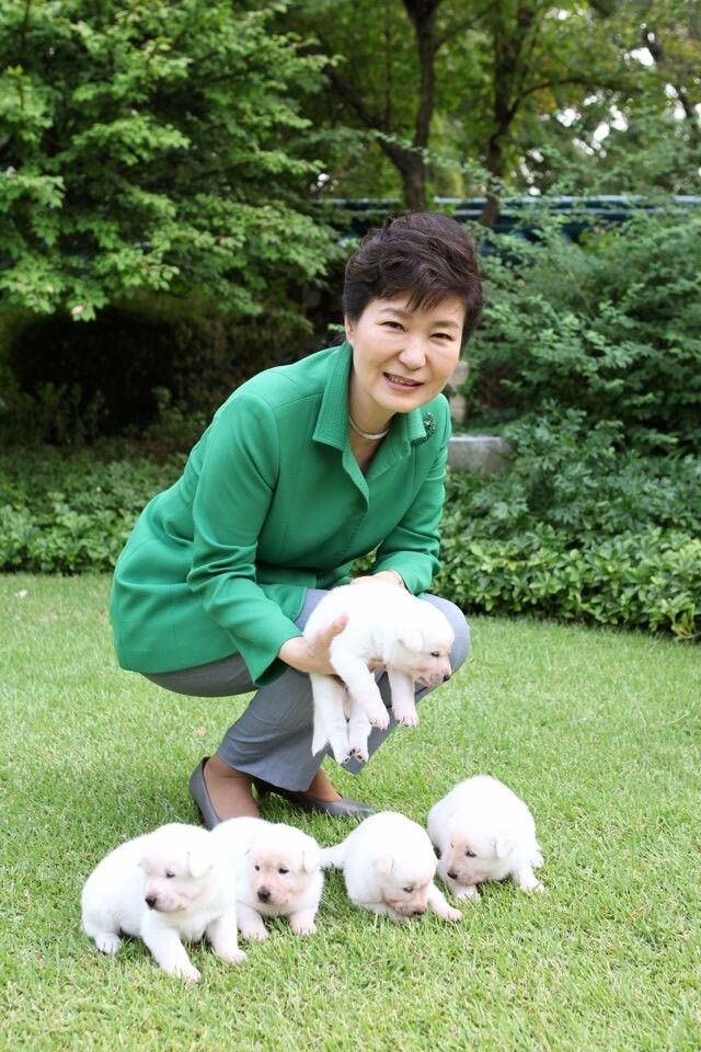 Park Geun-hye with the five puppies born to Jindo dogs Saerom and Heemang in 2015. The Blue House used the dogs for publicity
